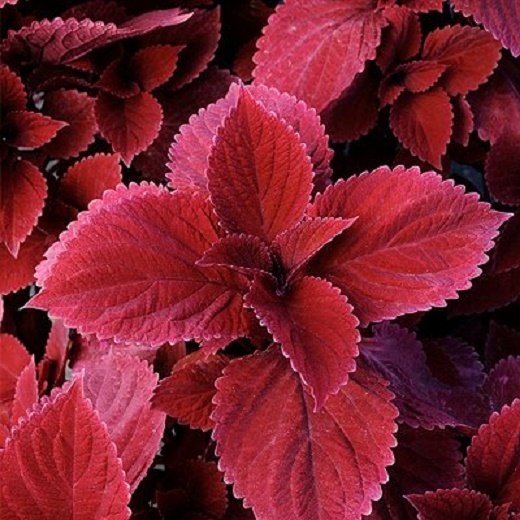 coleus Oxblood farmer joe plants