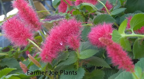 ACALYPHA PENDULA- DWARF CHENILLE PLANT - TRAILING - 1 HANGING PLANT ...