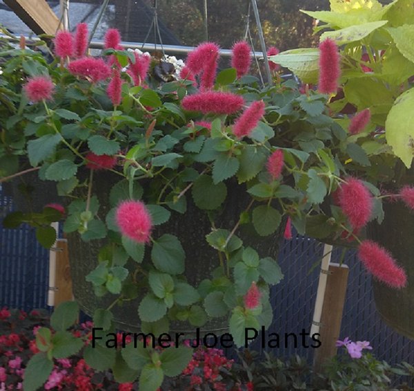 ACALYPHA PENDULA- DWARF CHENILLE PLANT - TRAILING - 1 HANGING PLANT ...