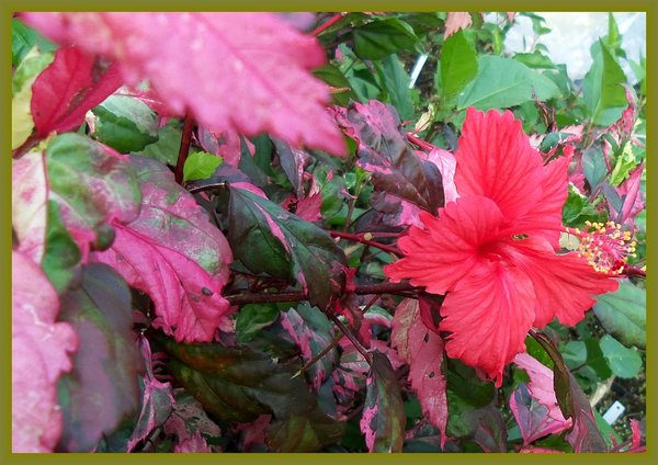 HIBISCUS - FIRE AND ICE | farmer joe plants