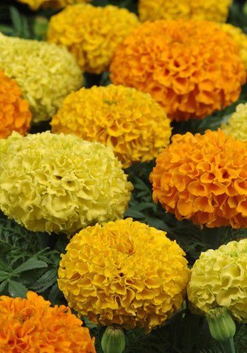 MARIGOLD - INCA II - MIX COLORS - 10 PLUGS | farmer joe plants