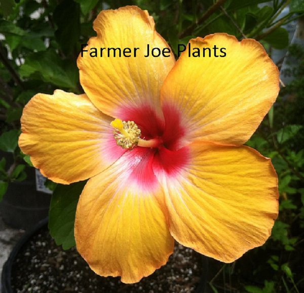 HIBISCUS - ORANGE SUNSET | farmer joe plants