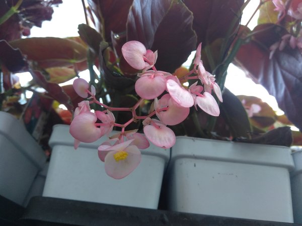 Begonia Fancy Angel Wing Torch Pink 3 Pot Size Plant Farmer