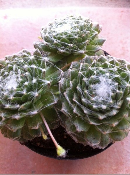 Succulent Sempervivum Arachnoideum Lloth s Cobweb  