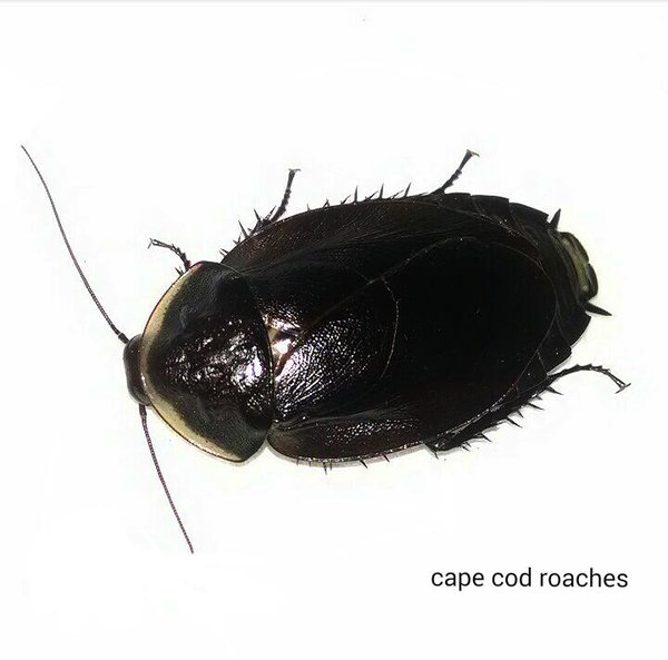 Roth's Giant Burrowing Roach Roaches for sale Cape Cod Roaches