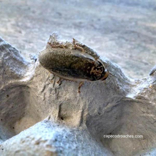 Lobster Roaches Roaches for sale Cape Cod Roaches dubia, discoid