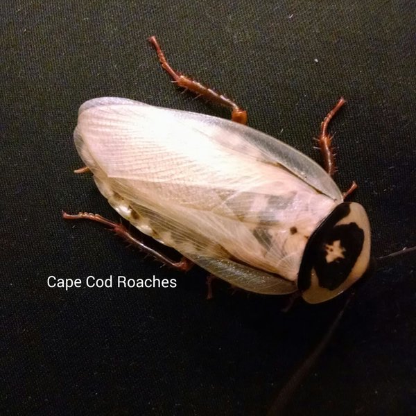 Ivory Head Roach (Eublaberus sp. 'Ivory') for sale feeder roach