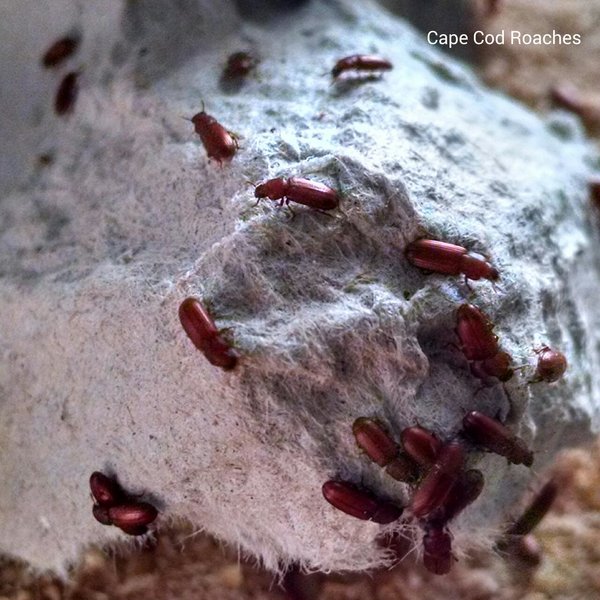 Rice Flour Beetles Roaches for sale Cape Cod Roaches dubia
