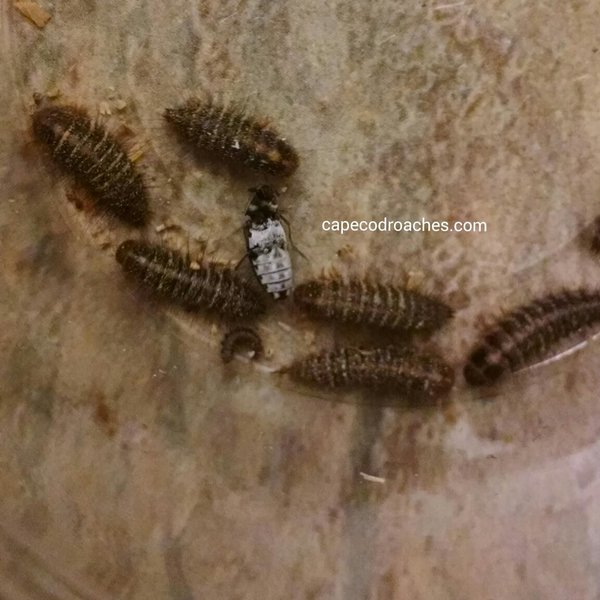 Dermestid Beetles Roaches for sale Cape Cod Roaches dubia, discoid