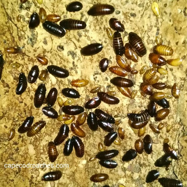 Little Kenyan Roaches for sale - Blaberidae sp. 