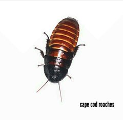 Madagascar Hissing Roach for sale - Madagascan Hisser Cockroach ...