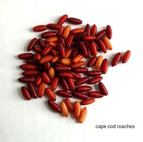 blue-bottle-fly-pupae-roaches-for-sale-cape-cod-roaches-dubia