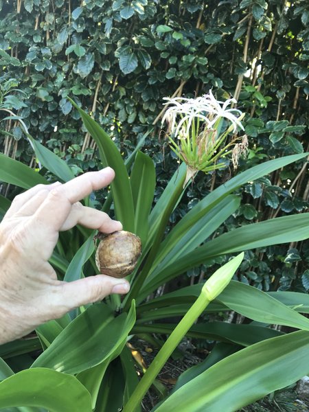 white-spider-lily-crinum-asiaticum-seeds-bulbs-maui-seeds