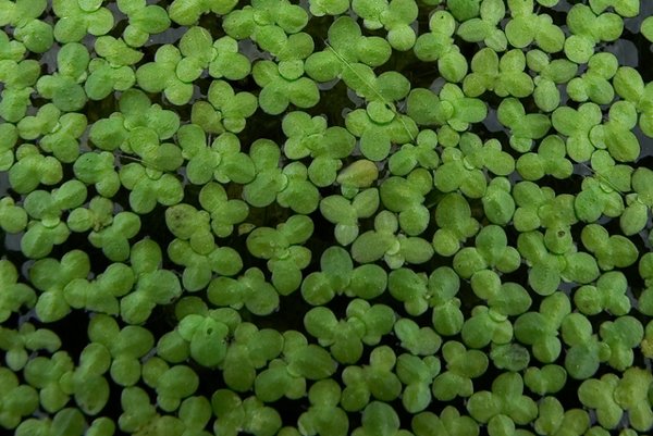 duckweed, lemna minor, organic plants, aquatic plants