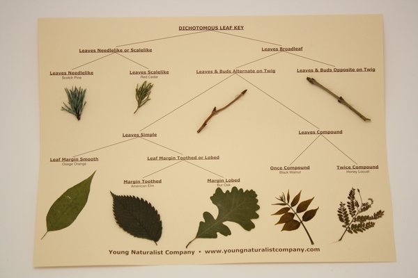 dichotomous-leaf-key-display-young-naturalist-company