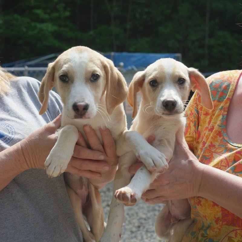 Humane Society of Calvert County