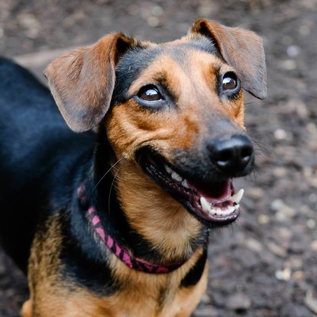 Humane Society of Calvert County