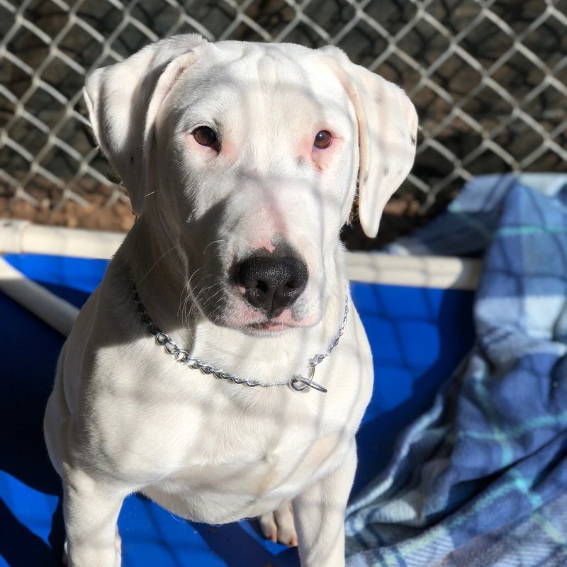 Humane Society of Calvert County