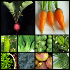 Autumn Heirlooms - 10 Vegetable Seed Varieties