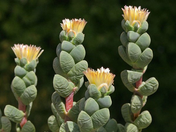 Succulent Delosperma Delosperma Lehmannii Buy Plants Online