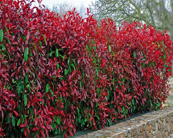 Photinia, shrub, shrubs, evergreen | The Landshaper