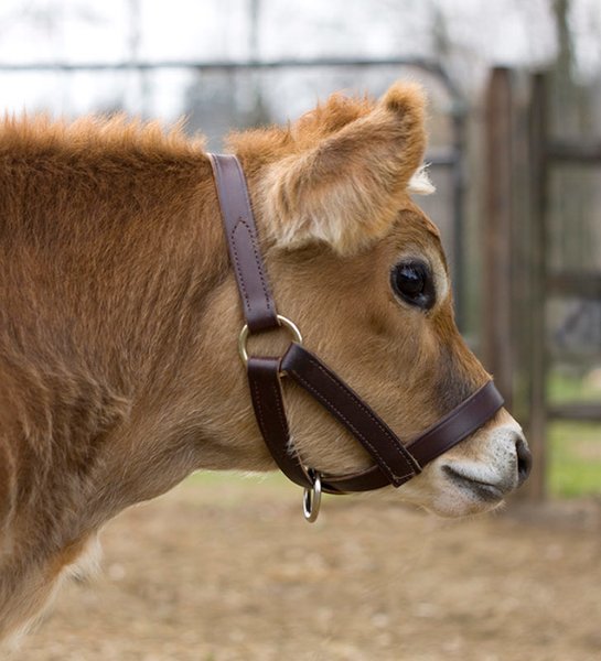 Havana Brown Leather Turnout Halter for Mini Cows Mini Cattle Supply