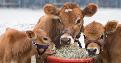9 Facts about Jersey Cows