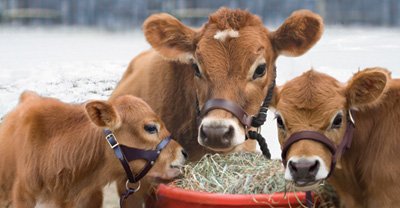 Fun Mini Cow Facts  Mini Cattle Supply Halters and Lead Ropes for Mini Cows