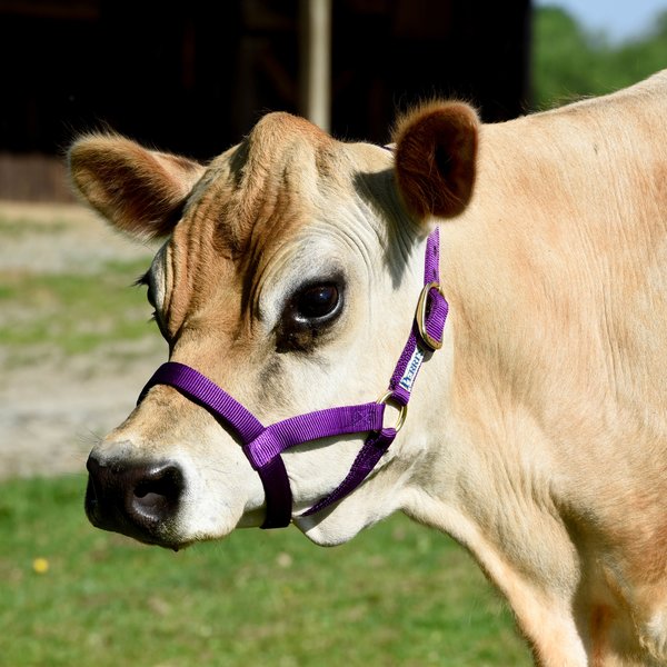 Nylon Halter in 6 Colors for Mini Cows Mini Cattle Supply Halters and