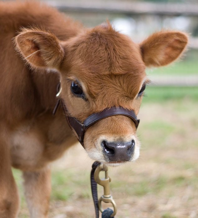 Fun Mini Cow Facts  Mini Cattle Supply Halters and Lead Ropes for Mini Cows