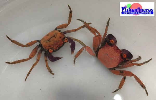 Disco Vampire Crab Freshwater | Fishonlinerus