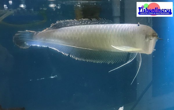 Blue Arowana Fish Wild Caught Fishonlinerus