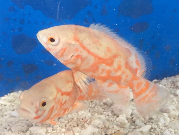 Red Tiger Albino Oscar Fish Fishonlinerus