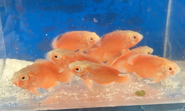 Red Face Albino Oscar Fish Fishonlinerus