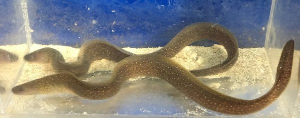 snowflake moray eel Fishonlinerus