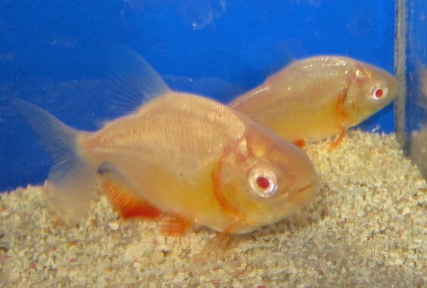 Albino Pacu Fish Fishonlinerus