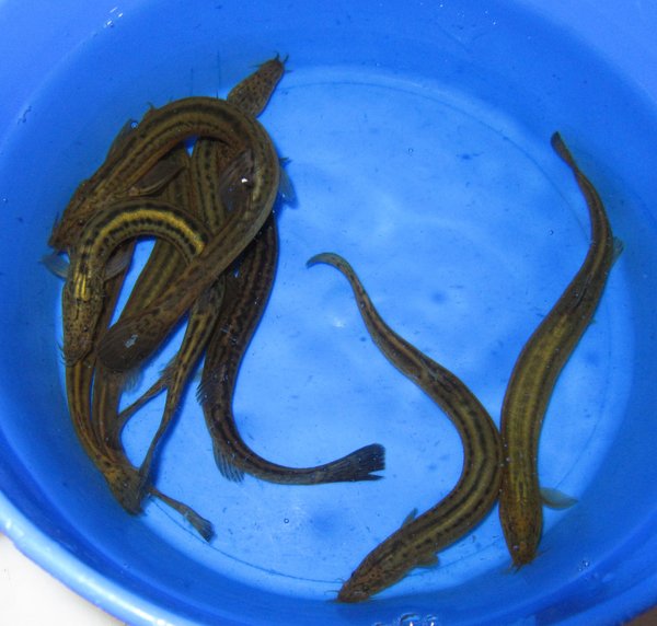 Weather Dojo Loach Fishonlinerus