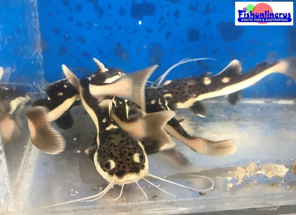 2 Red Tail catfish FREE SHIPPING Fishonlinerus