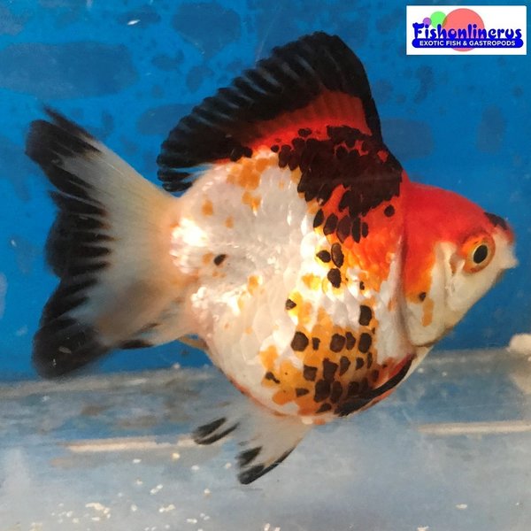 Short Tail Tri Color Ryukin Gold Fish 1 Fishonlinerus