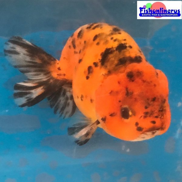Red Tiger Ranchu Gold Fish Fishonlinerus