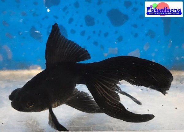 Veiltail Black Dragon Eyes Gold Fish Fishonlinerus