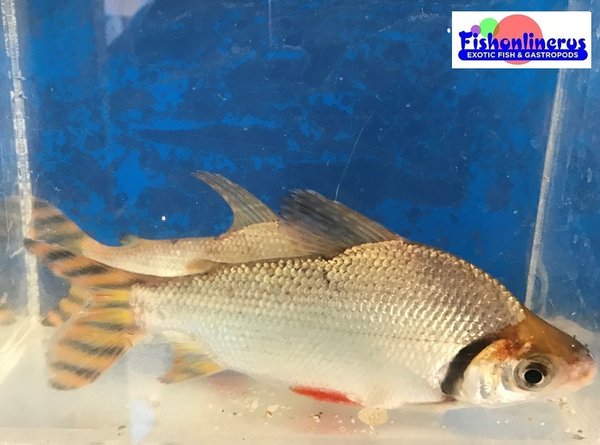 6.5 Red Fin Prochilodus Fish Live Freshwater Fish Wild 