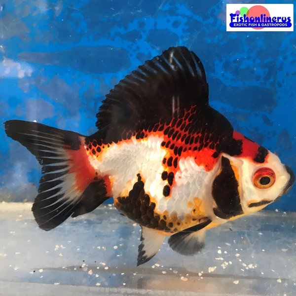 Oscar fish with red tail shark