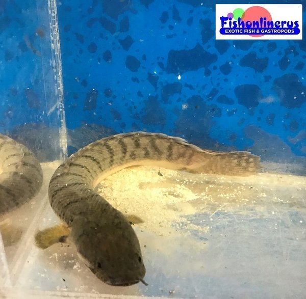 Weeksii Bichir Wild Caught Fishonlinerus