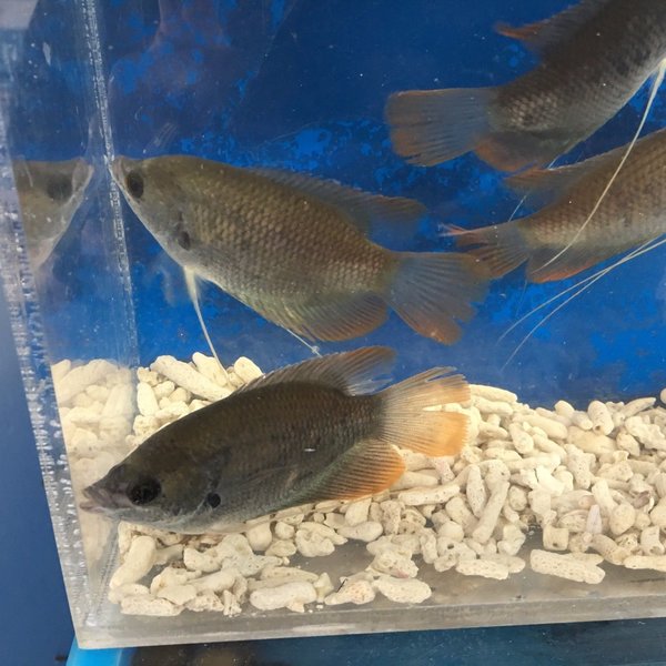 Giant oscar fish for sale