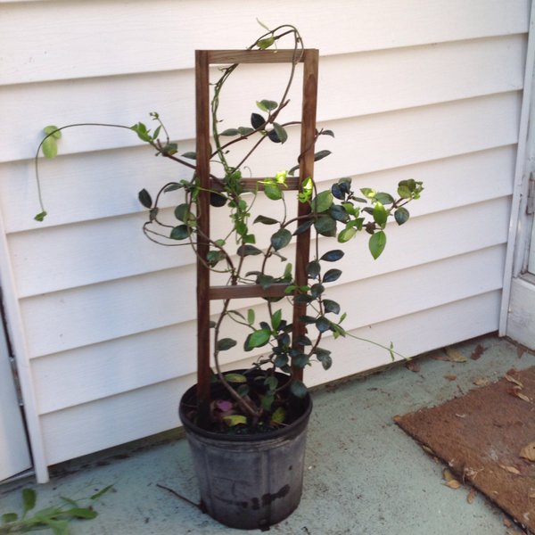 Confederate Jasmine Trellis 3 Gallon Plants With Pride